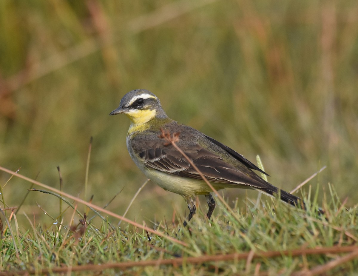 Eastern Yellow Wagtail - ML645772420