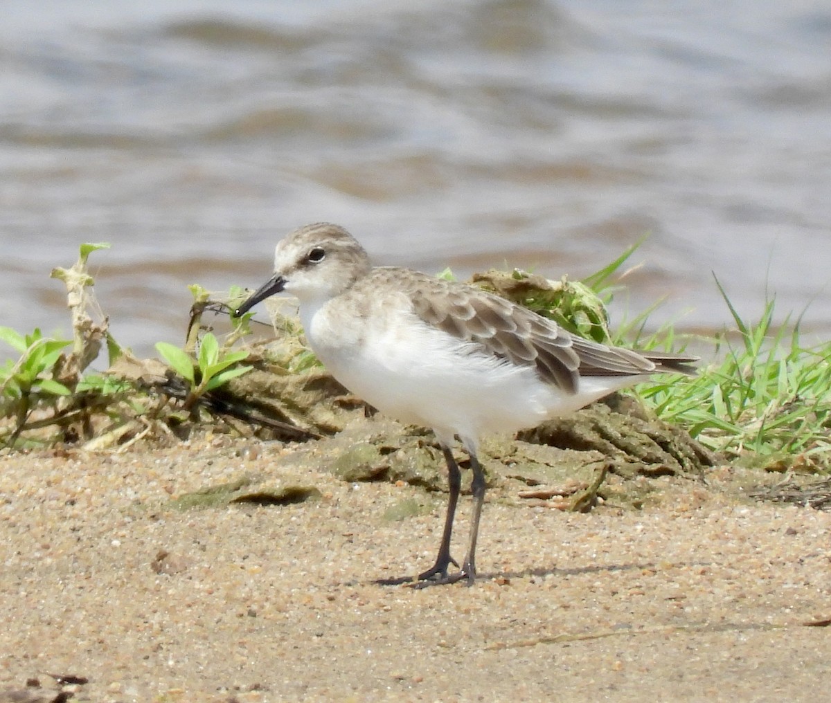 Little Stint - ML645772422