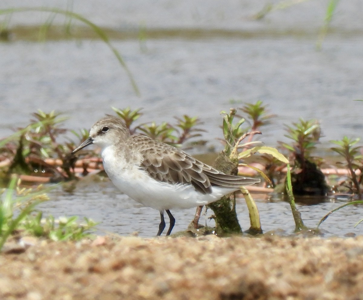 Little Stint - ML645772423
