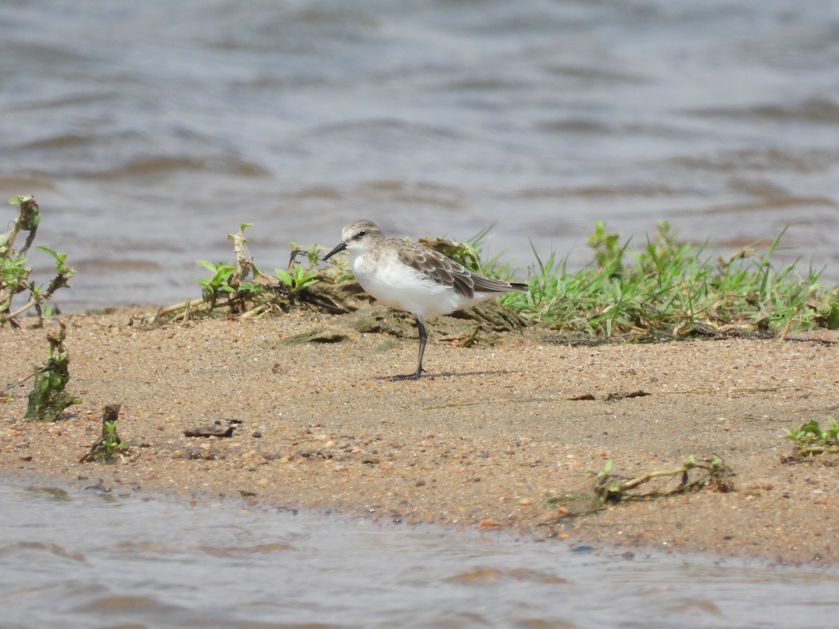 Little Stint - ML645772424