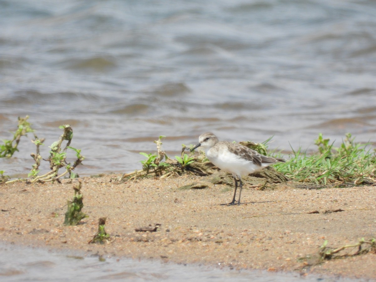 Little Stint - ML645772425