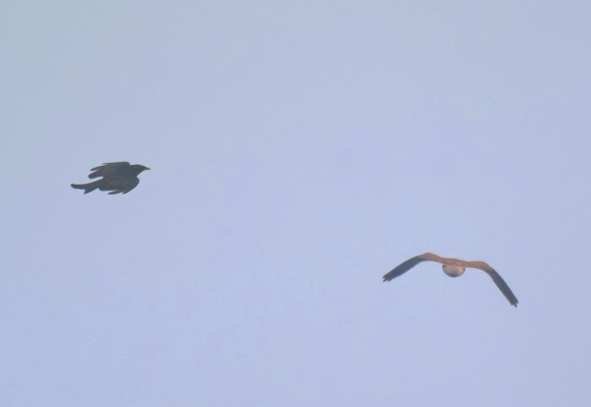 Eurasian Kestrel - ML645772427