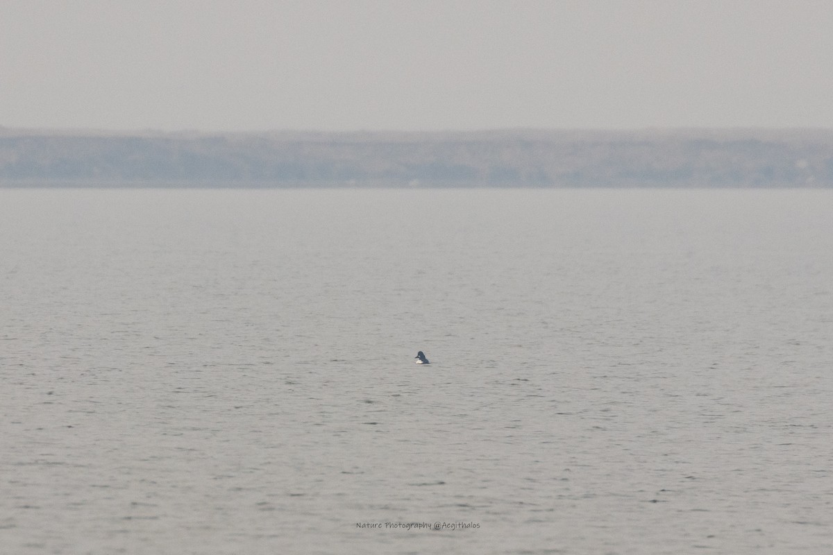 Common Goldeneye - ML645772428