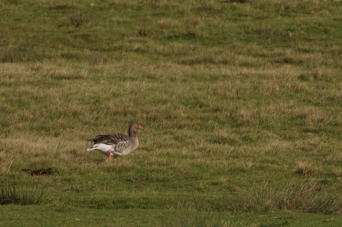 Oie cendrée - ML645772430