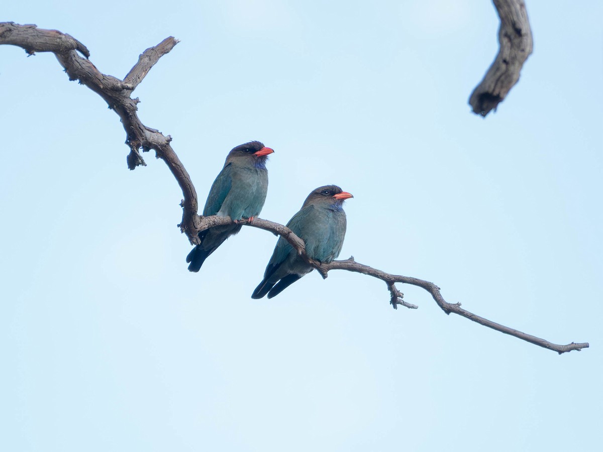 佛法僧 - ML645772457