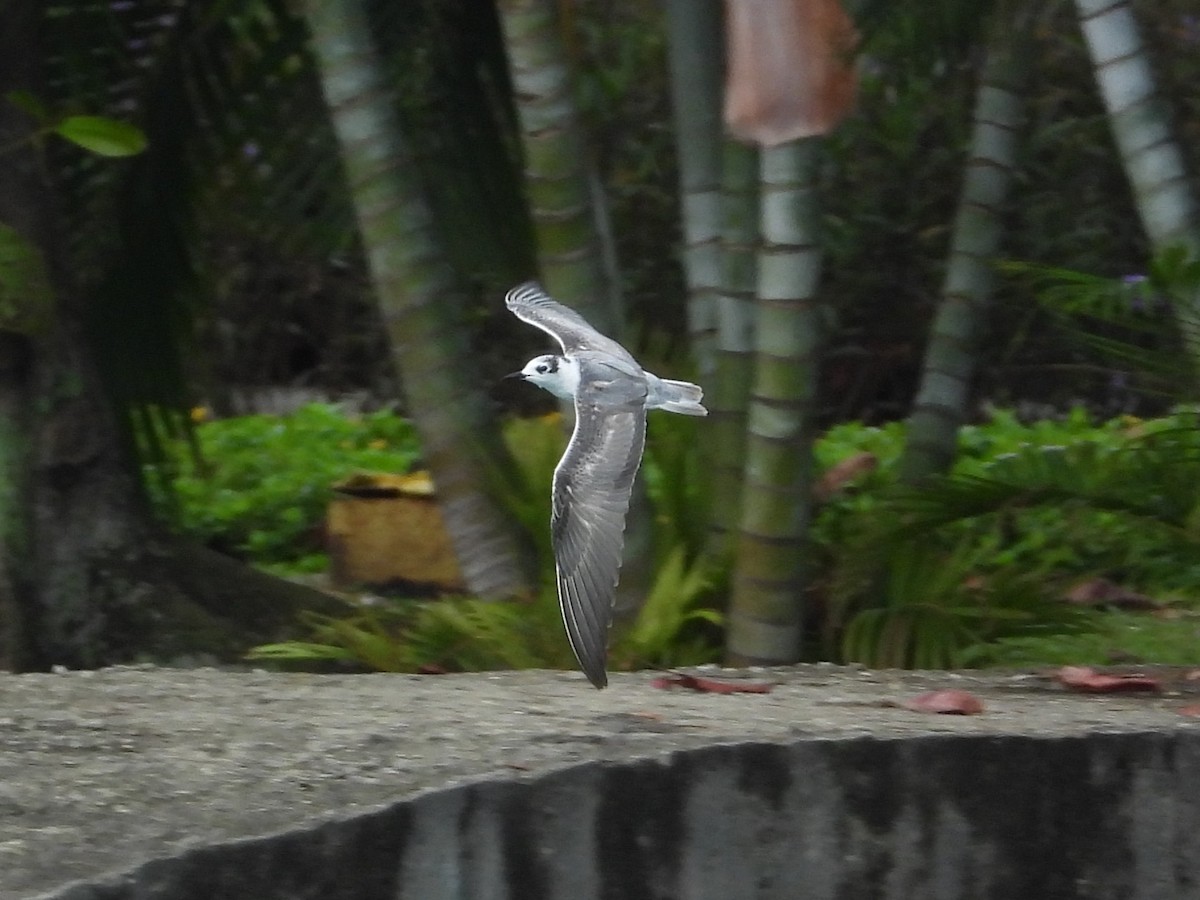 White-winged Tern - ML645772459