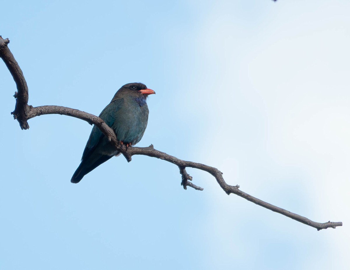 佛法僧 - ML645772460