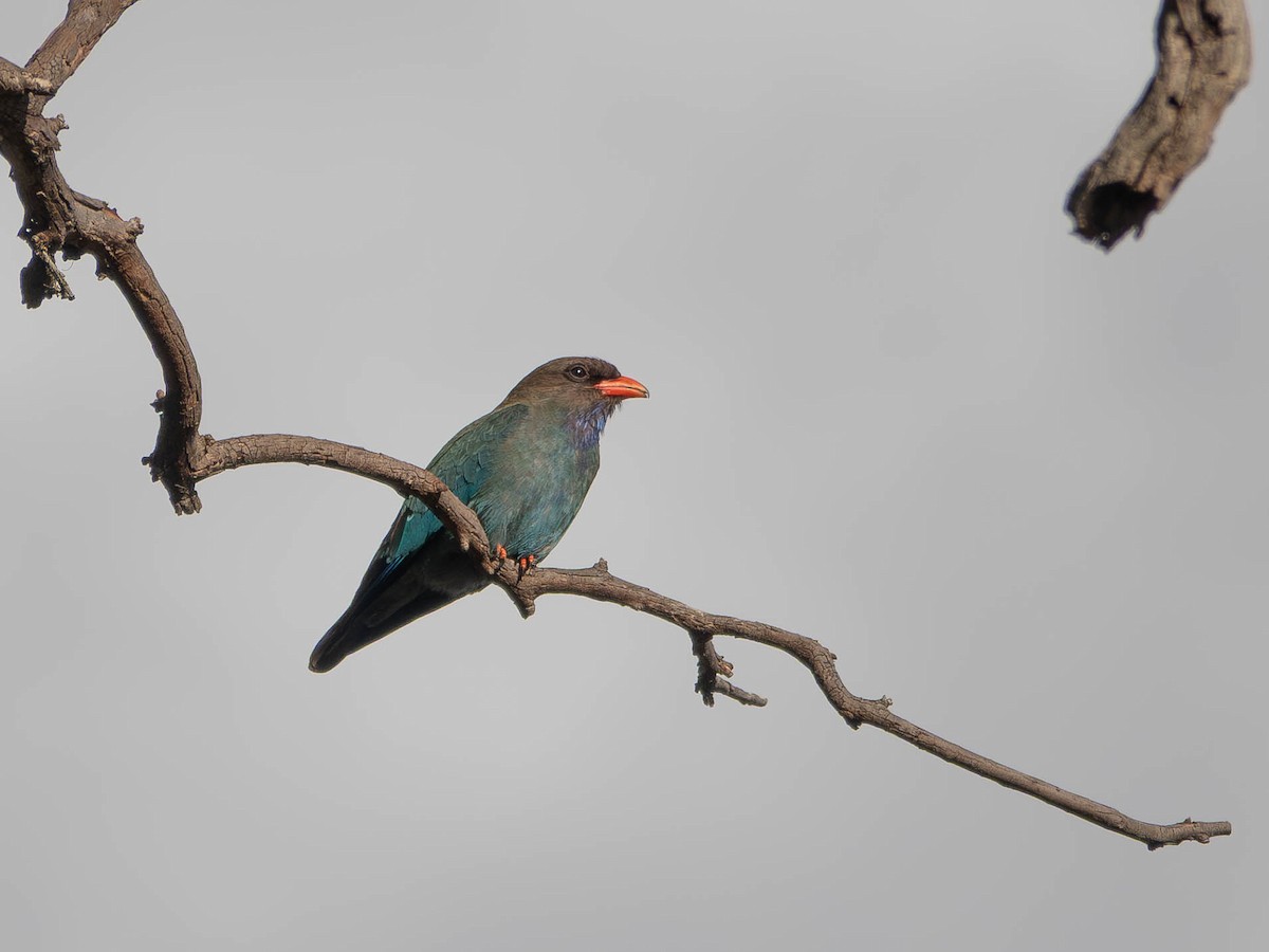 佛法僧 - ML645772466