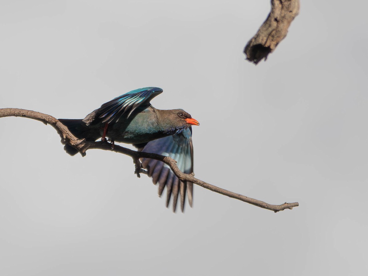 佛法僧 - ML645772471