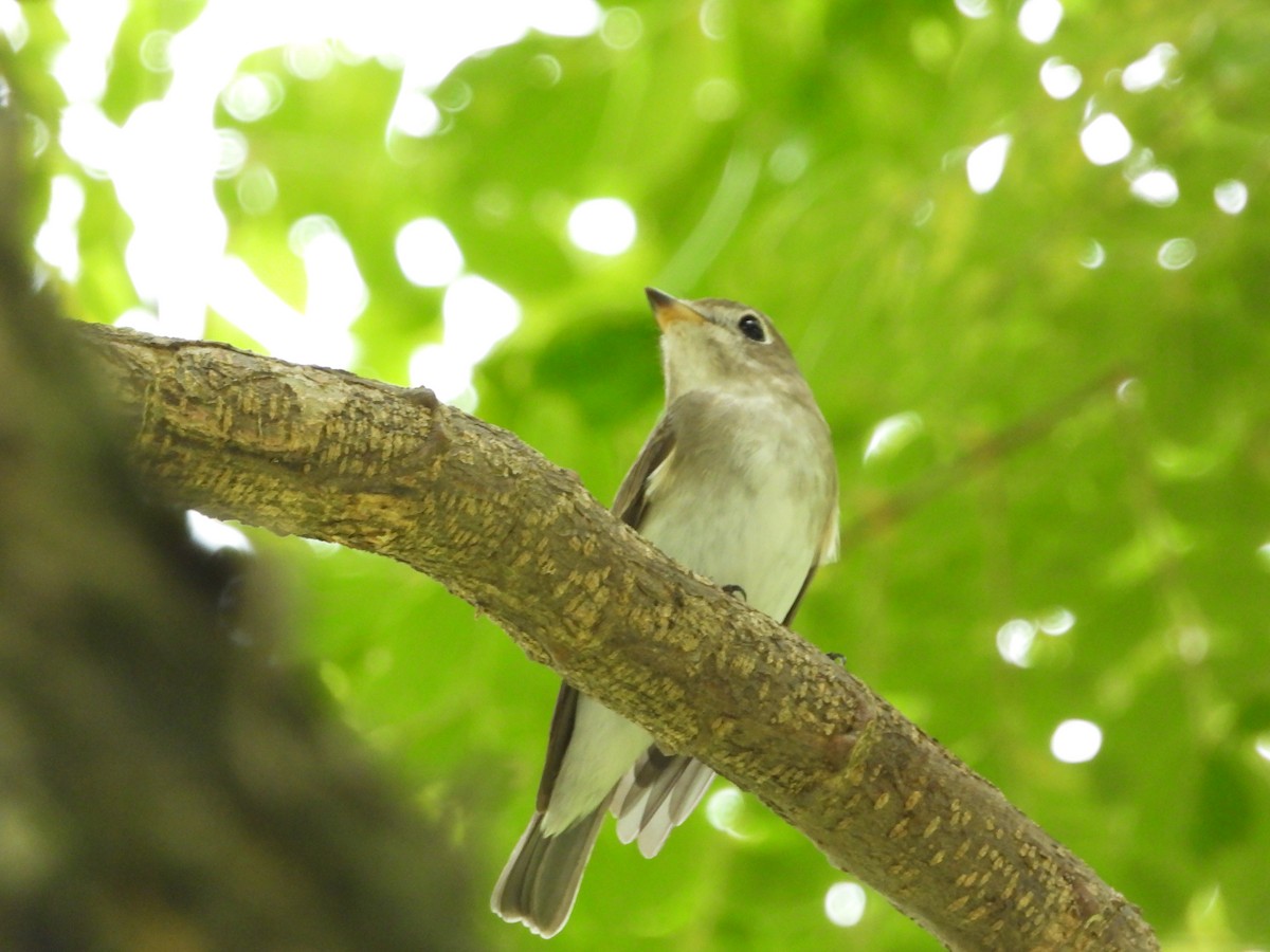 Asian Brown Flycatcher - ML645772472