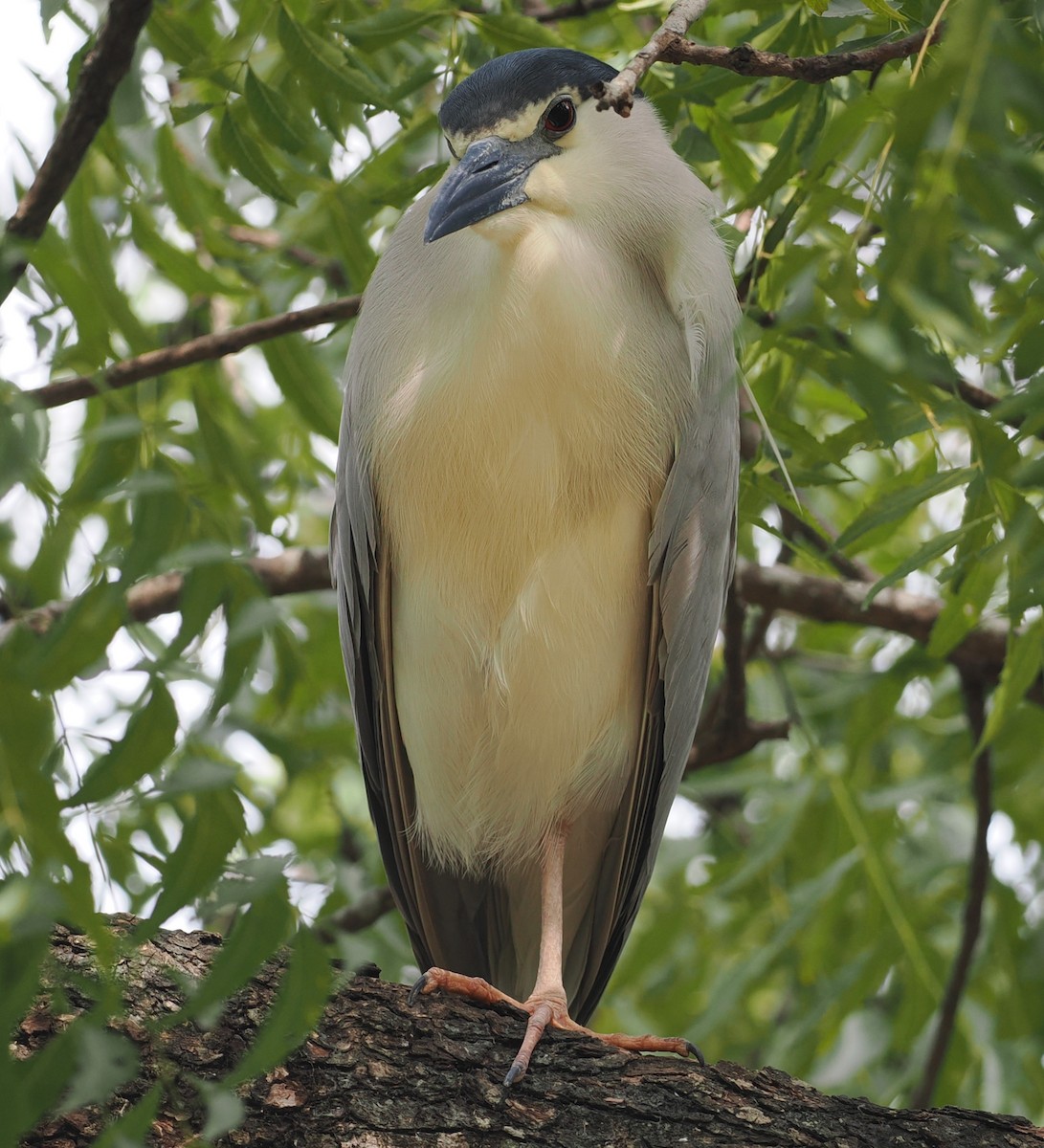 夜鷺 - ML645772478