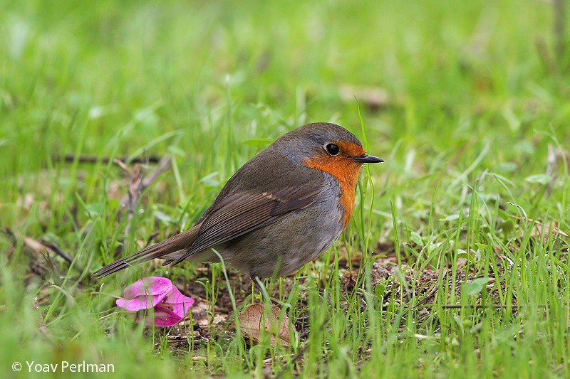 European Robin - ML645772480