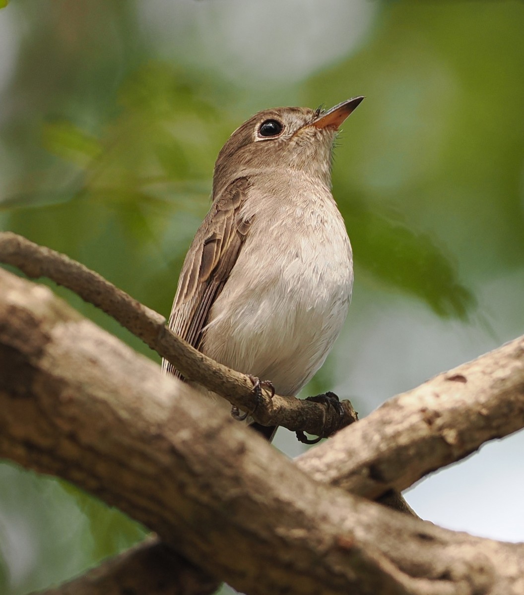 寬嘴鶲 - ML645772481