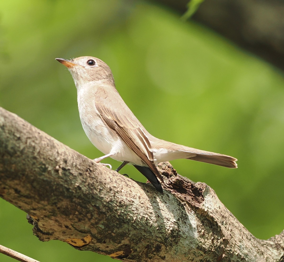 寬嘴鶲 - ML645772482