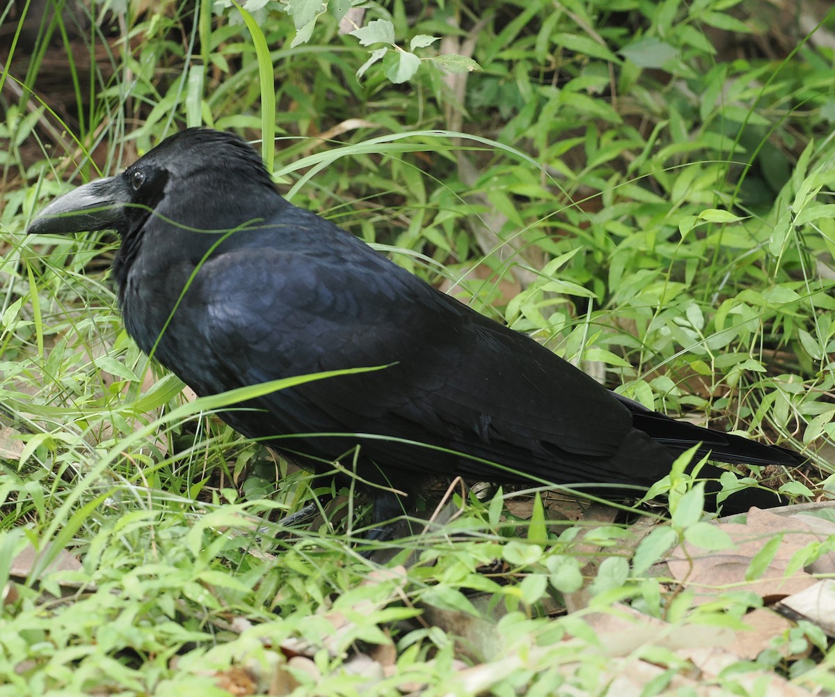 巨嘴鴉 - ML645772483