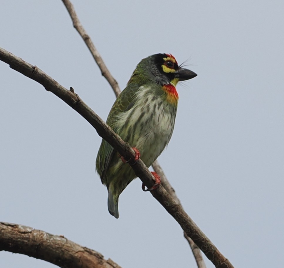 Coppersmith Barbet - ML645772488