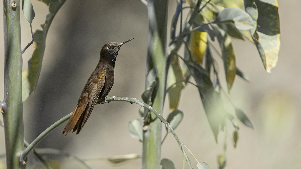 Black Metaltail - ML645772489