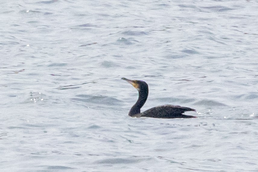 storskarv - ML645772499