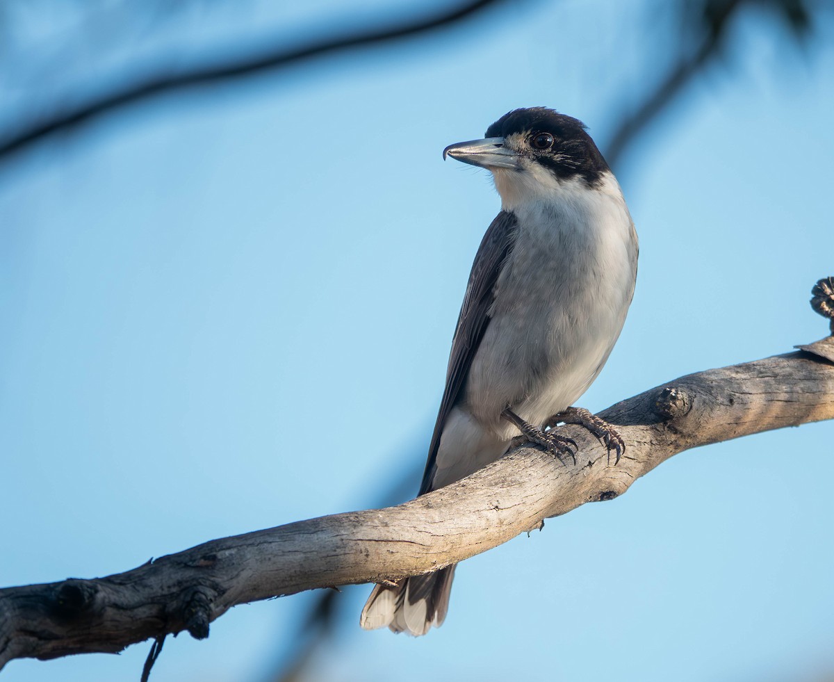Gray Butcherbird - ML645772500