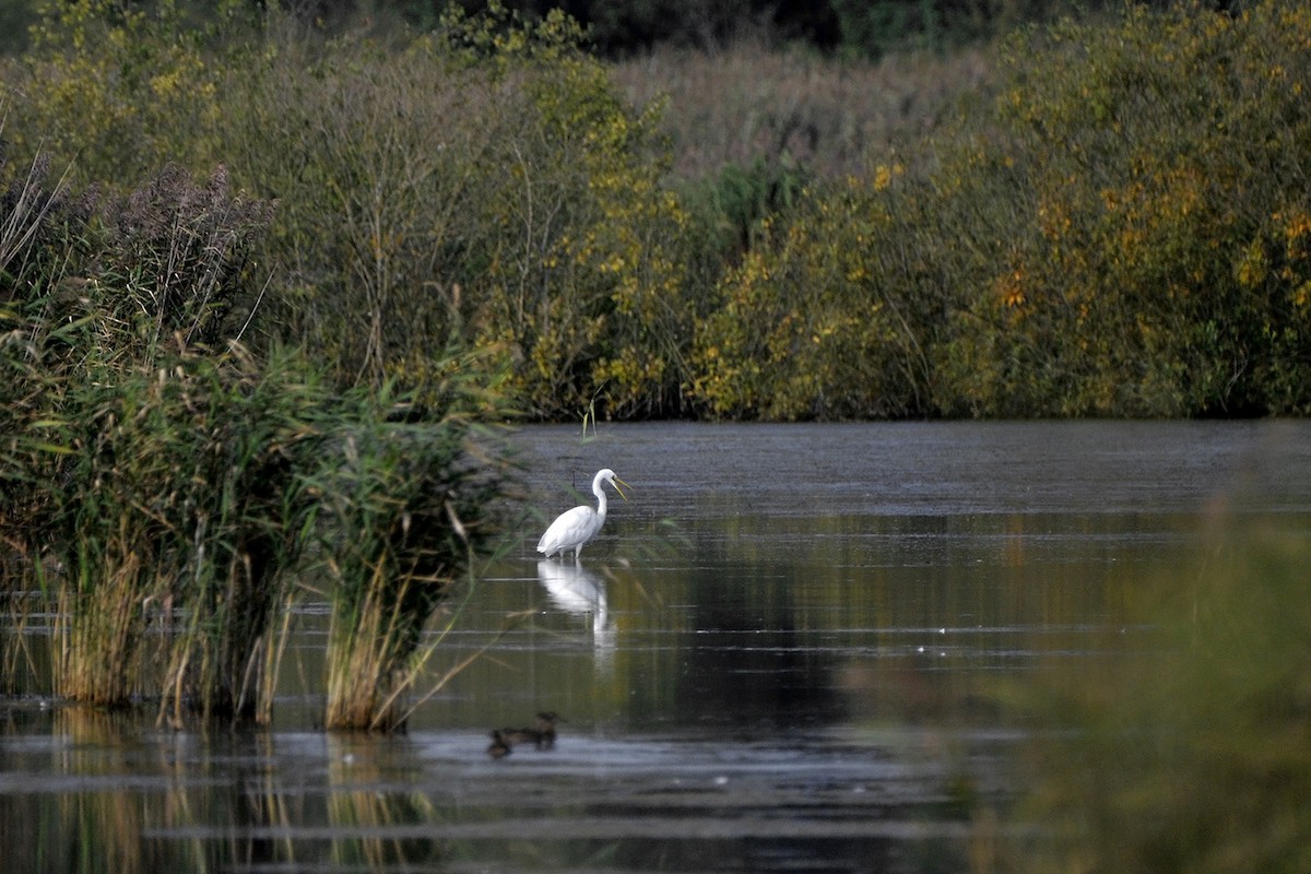 Grande Aigrette - ML645772502