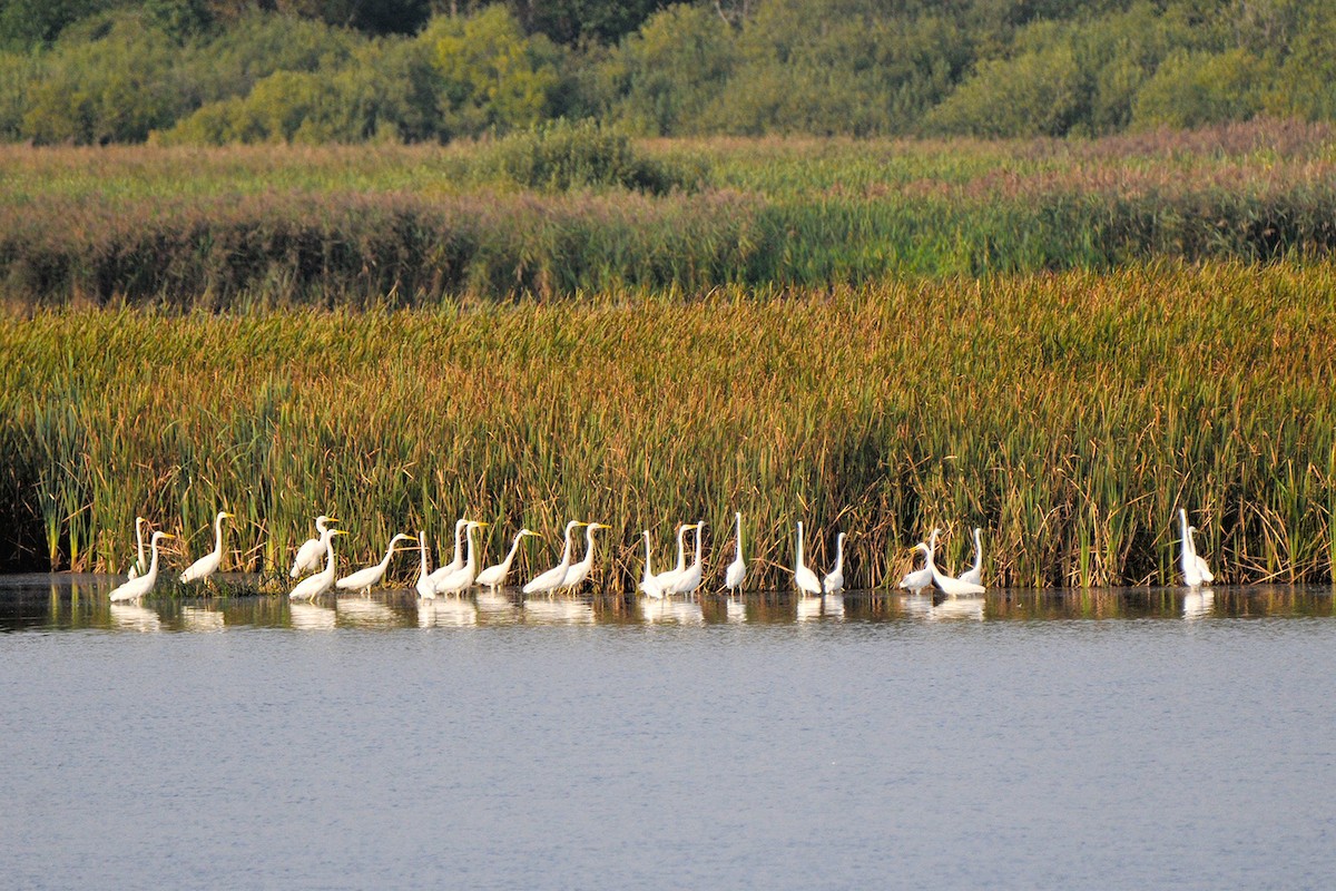 Grande Aigrette - ML645772503