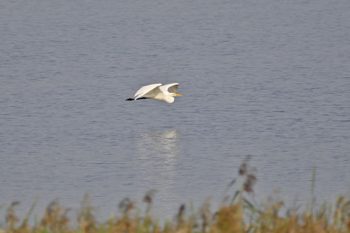 Garceta Grande - ML645772504