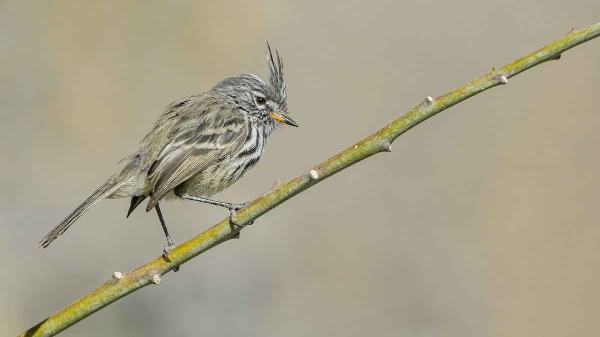Taurillon à bec jaune - ML645772505