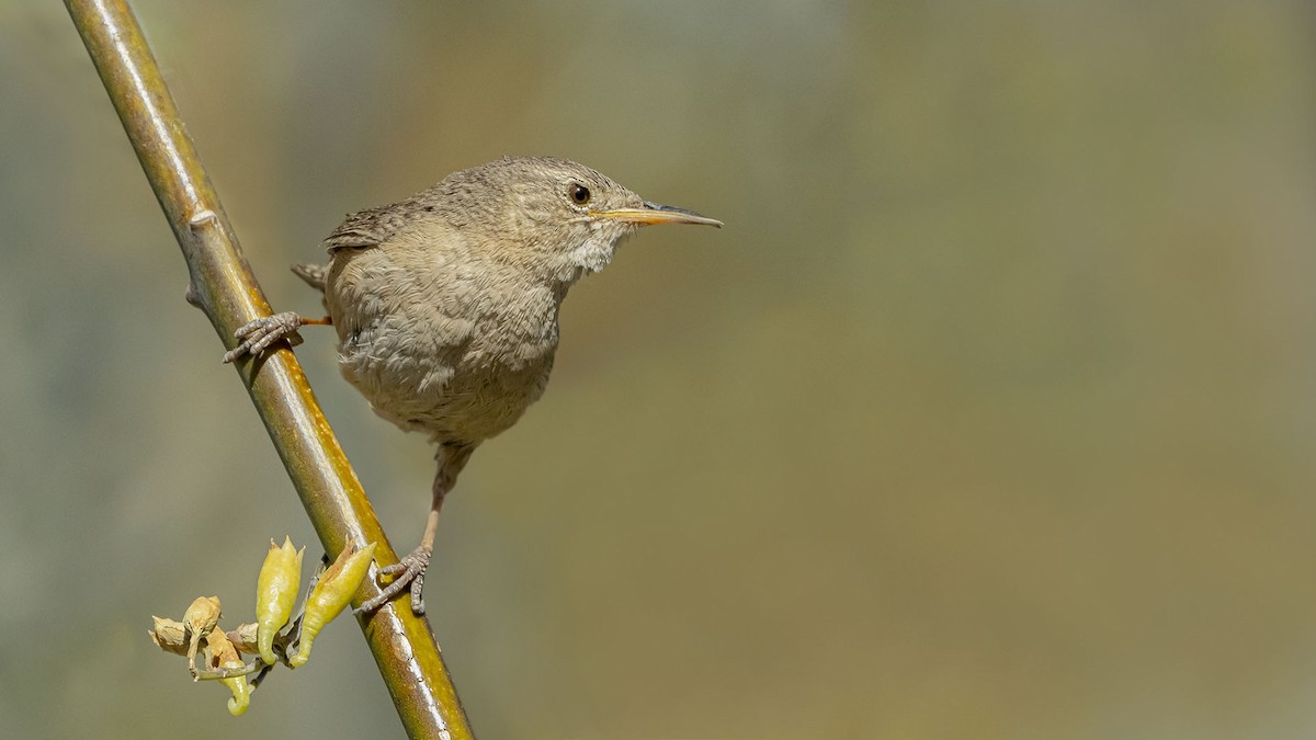 Troglodyte austral - ML645772506