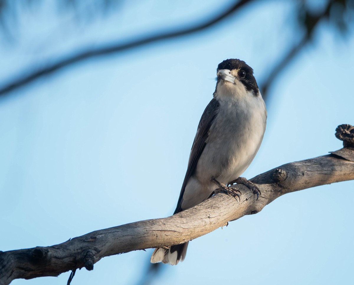 Cassican à collier - ML645772507