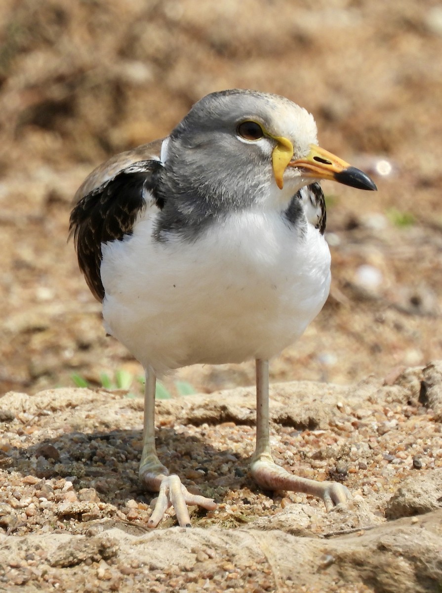 Vanneau à tête blanche - ML645772508