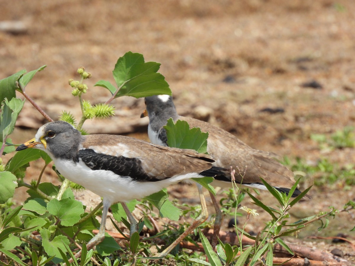 Vanneau à tête blanche - ML645772509