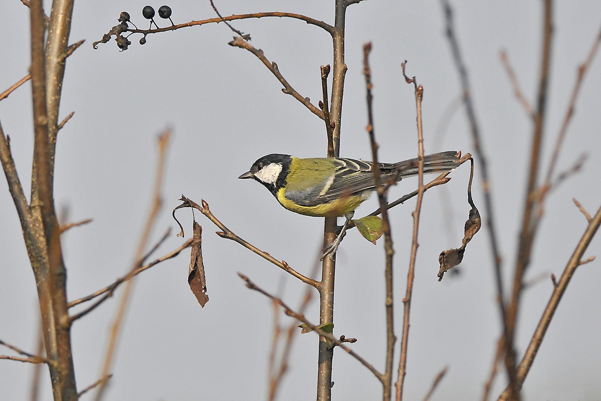 Mésange charbonnière - ML645772510