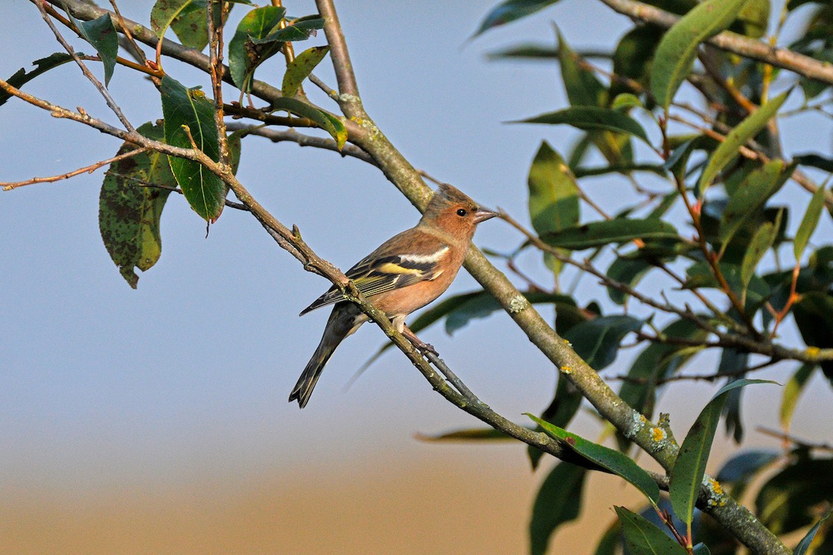 Pinson des arbres - ML645772511