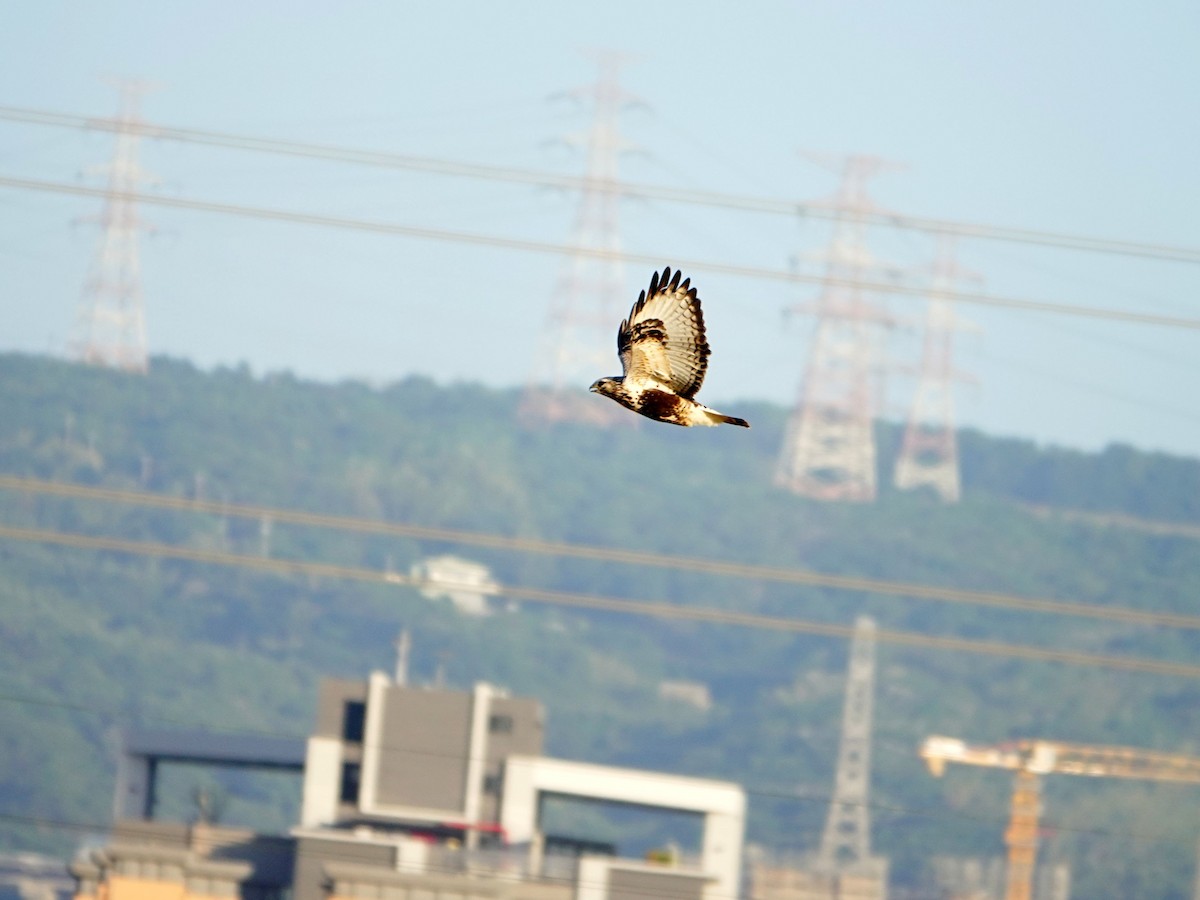 Rough-legged Hawk - ML645772520