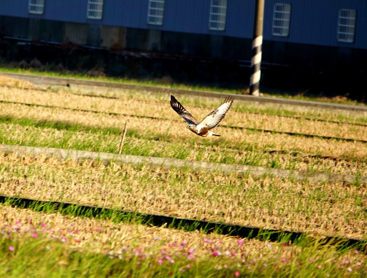 Rough-legged Hawk - ML645772521