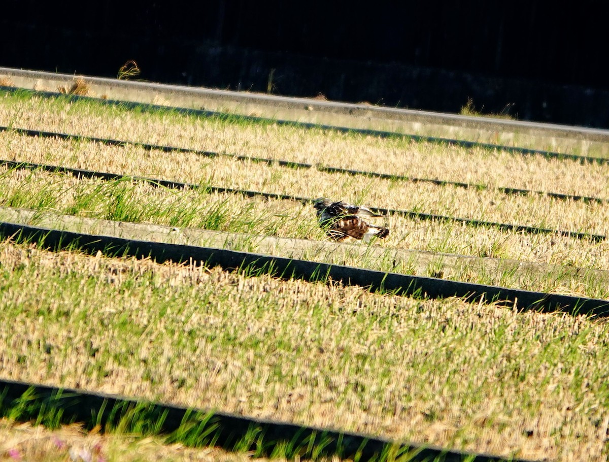 Rough-legged Hawk - ML645772522