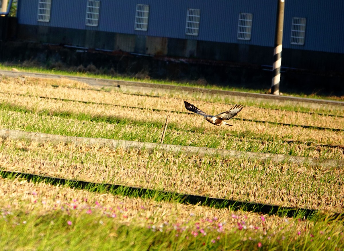 Rough-legged Hawk - ML645772523
