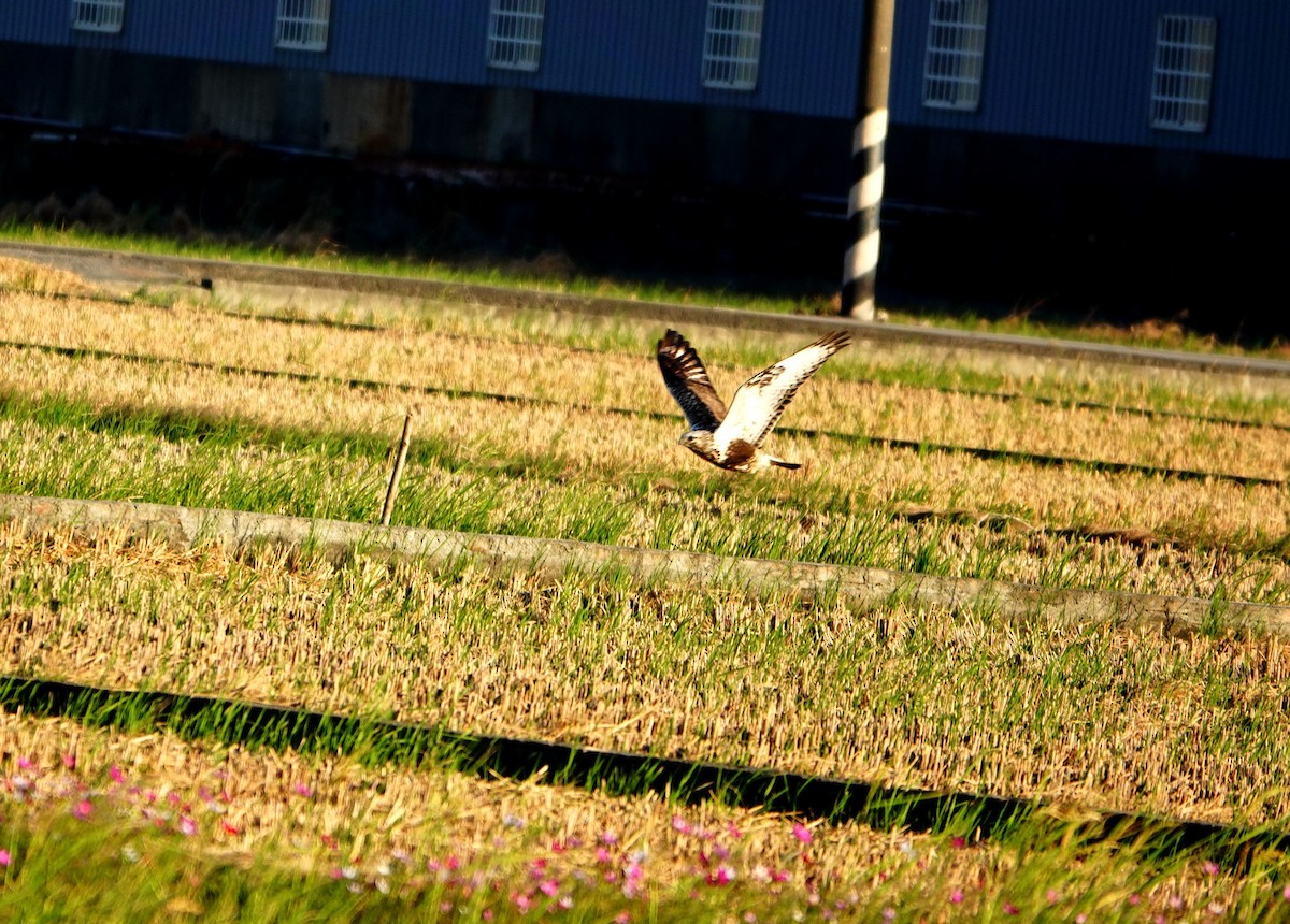 Rough-legged Hawk - ML645772524