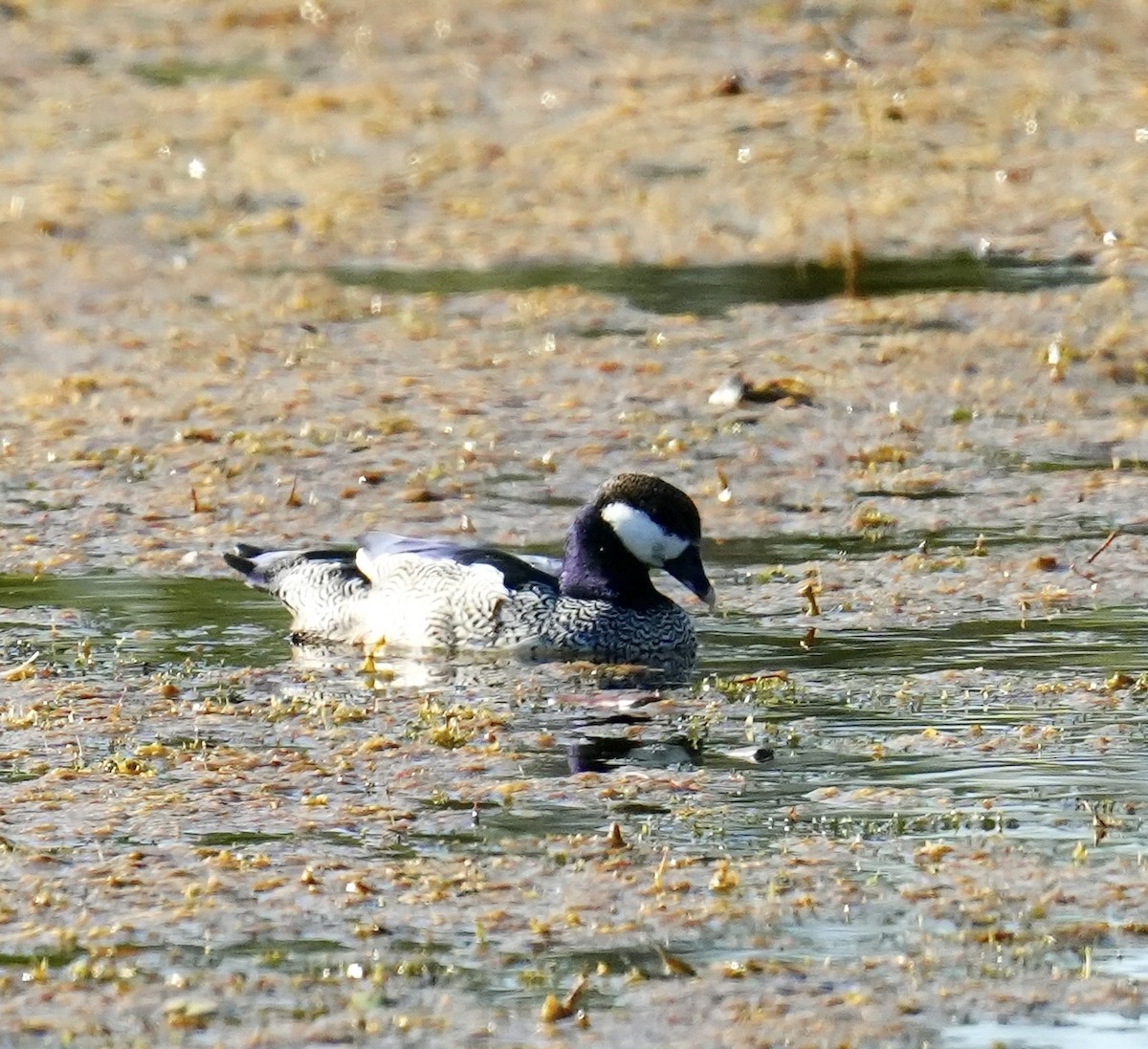 Anserelle élégante - ML645772525