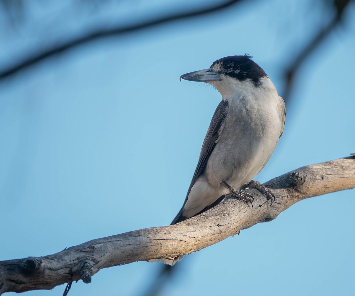 Cassican à collier - ML645772526