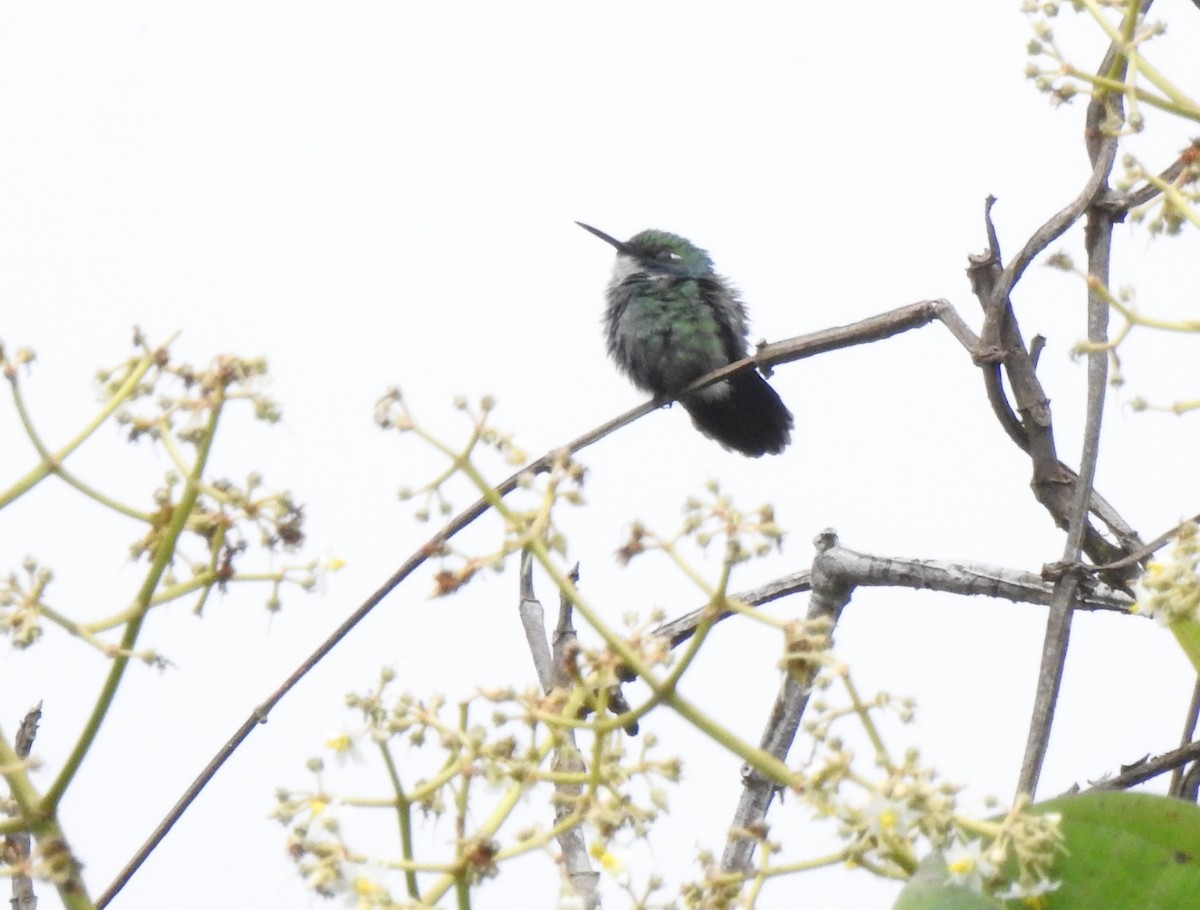 Colibri à collier blanc - ML645772528