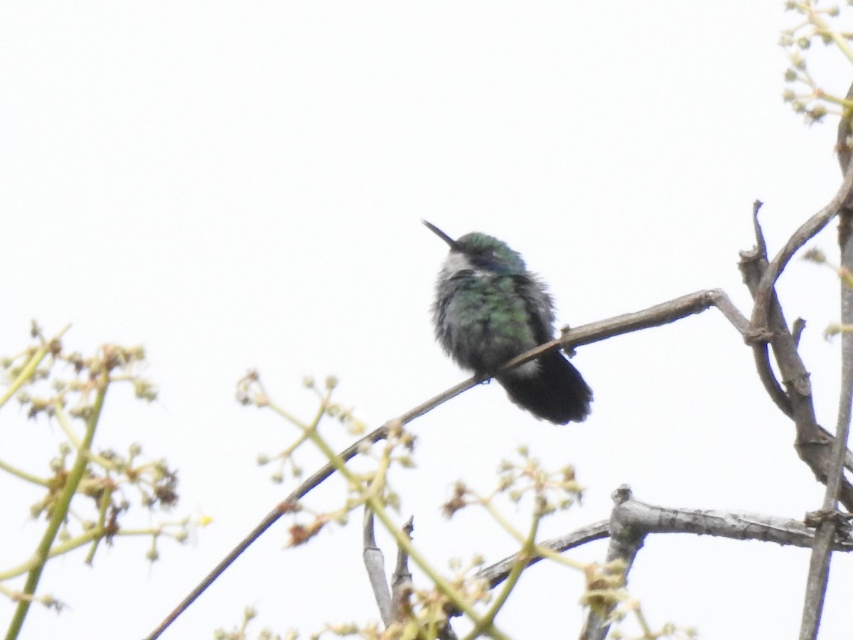 Colibri à collier blanc - ML645772531