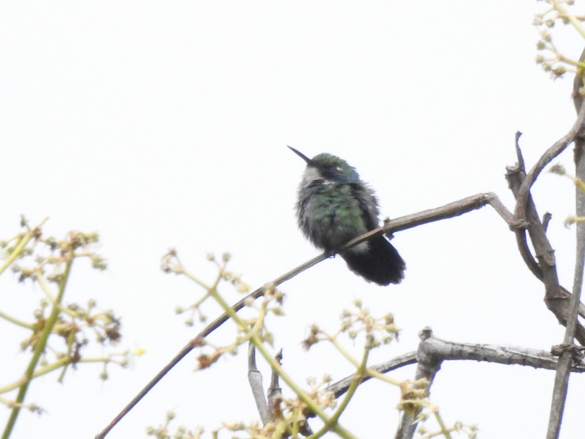 Colibri à collier blanc - ML645772535