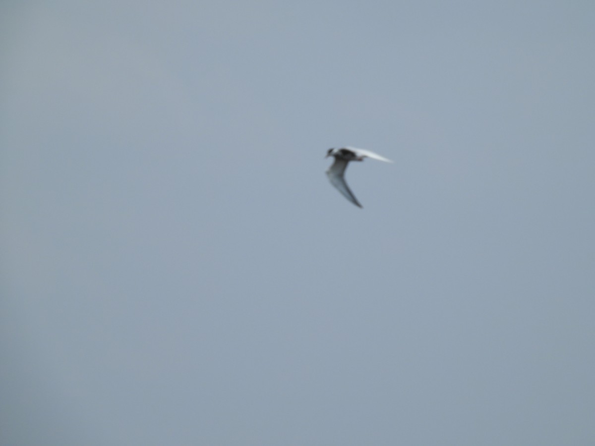 Guifette moustac - ML645772538