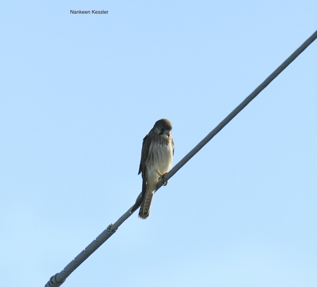 Crécerelle d'Australie - ML645772540