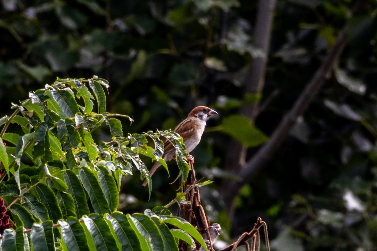 Moineau friquet - ML645772543