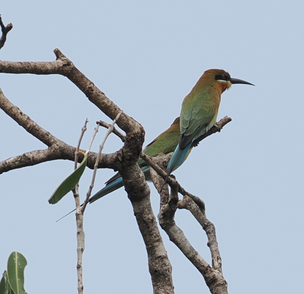 Guêpier à queue d'azur - ML645772544