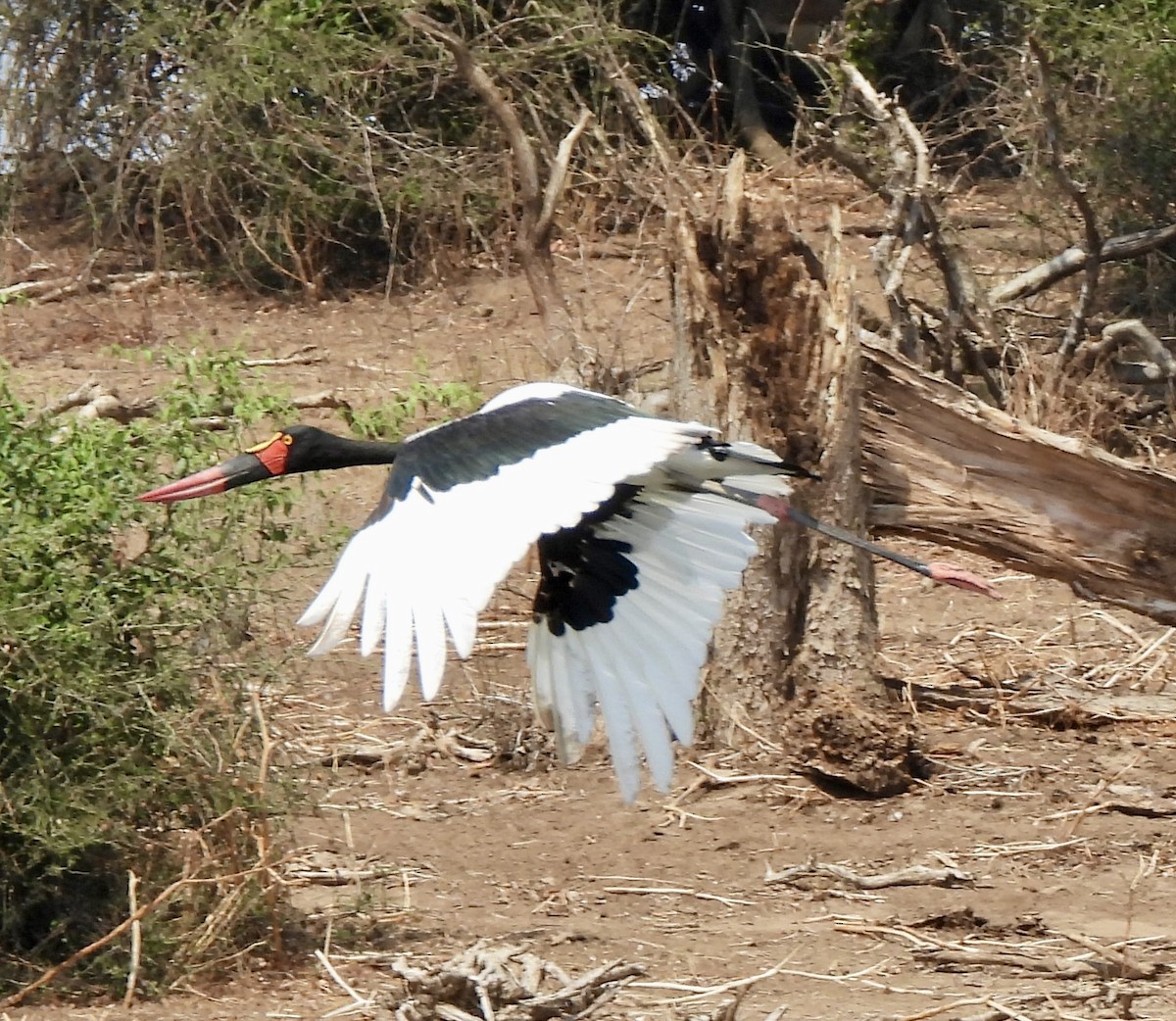 Jabiru d'Afrique - ML645772546