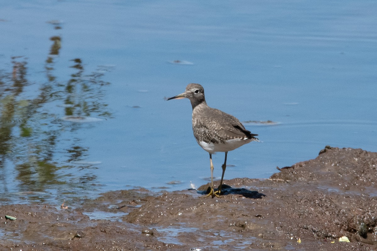 Solitary Sandpiper - ML645772549