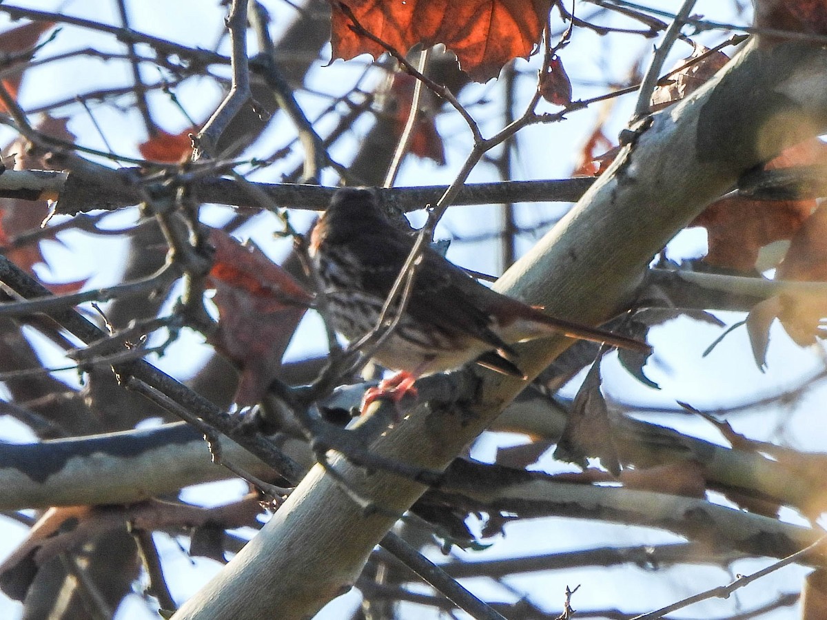Fox Sparrow - ML645772573